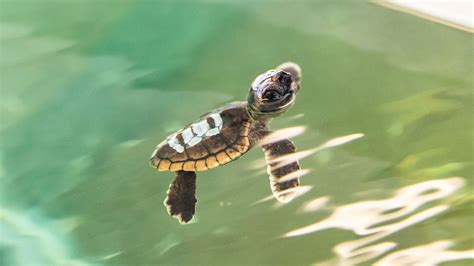 baby sea turtles rescued  swimming pool clearwater marine aquarium