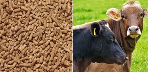 cattle feed information guide  beginners agri farming