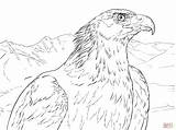 Eagle Coloring Golden Aguila Real Portrait Pages Dibujos Colorear Para Printable Drawing Eagles Dibujo Bald Animal Embroidery Super Print sketch template