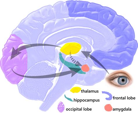 amygdala hijack psychology wiki fandom powered  wikia