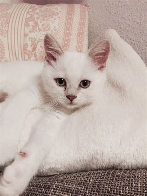 british shorthair silver shaded chat chat blanc