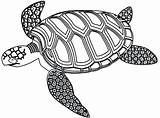 Turtle Loggerhead sketch template