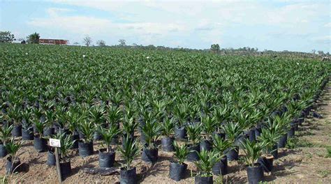 stellungnahme zum cargill schreiben palmoel aus indonesien rettet