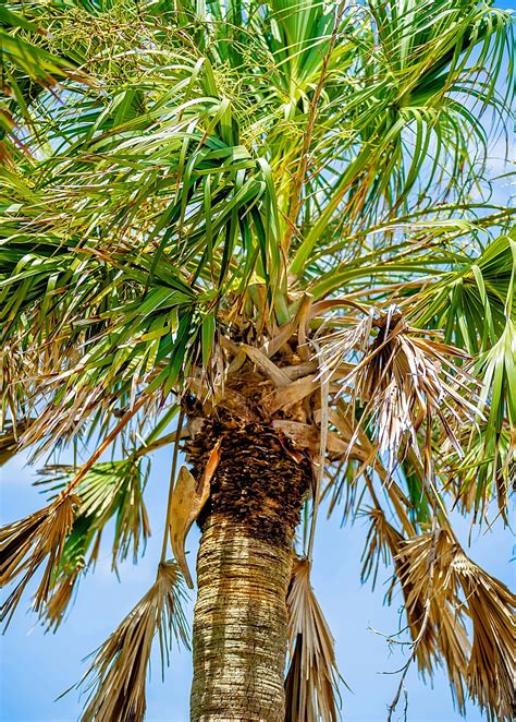 sabal palm tree sabal palmetto fruit plants edible plants tropical
