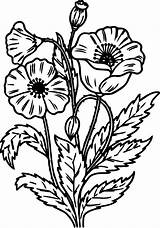 Coloring Pages Flower Noel Wildflower Wild Printable Flowers Wecoloringpage Winter Color Getcolorings Adult Print Sheets Choose Board sketch template