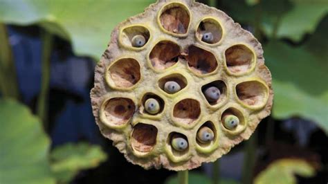 6 Amazing Facts About Trypophobia Fear Of Small Holes Or Bumps