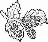 Blackberry Colorare Frutta Verdura Clipartmag Drawing Disegni sketch template