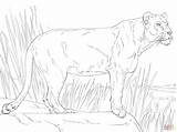 Lioness Coloring Pages Drawing Print Getdrawings sketch template