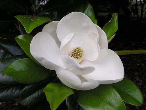 white magnolia flower newhairstylesformencom