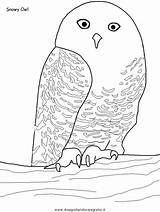 Owl Gufo Eulen Eule Animali Malvorlage Gufi Malen Schnee Ausmalen sketch template
