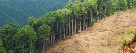 deforestation saving earth encyclopedia britannica