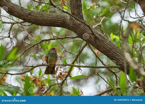 selective focus shot of an exotic bird sitting on a tree branch stock