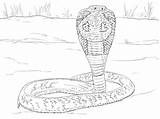 Kobra Brillenschlange Kolorowanki Snake Serpent Anteojos Supercoloring Realistic Mungo Gegen Indyjska Kolorowanka Anaconda Druku Designlooter Kategorien Printmania Codes Insertion sketch template