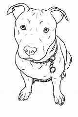 Pitbull Pit Dog1 sketch template