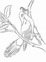 Coloring Pages Cuckoo Birds Cuckoos Recommended sketch template