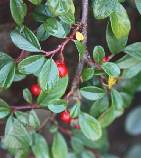 cotoneaster ground cover  red winter berries