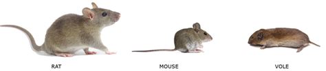 mouse identification corky s pest control and termite services