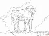 Baboon Coloring Pages Olive Drawing 1536px 2048 16kb Skip Main sketch template