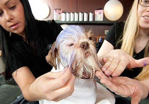 dog spas  grooming salons  uk inspiralist