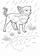 Kolorowanka Caine Chihuahua Coloring Colorat Colorare Desene Planse Kolorowanki Druku Disegni Caini Malvorlagen Owczarek Niemiecki Animale Domestice Pieski Perros Chiens sketch template