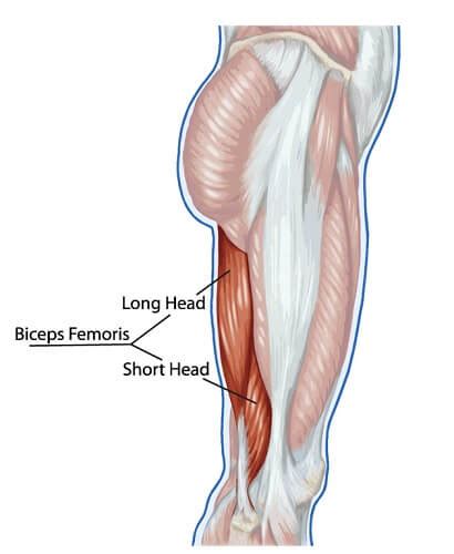 biceps femoris  definitive guide biology dictionary