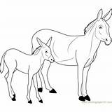 Donkey Coloring Pages Coloringpages101 Kids sketch template