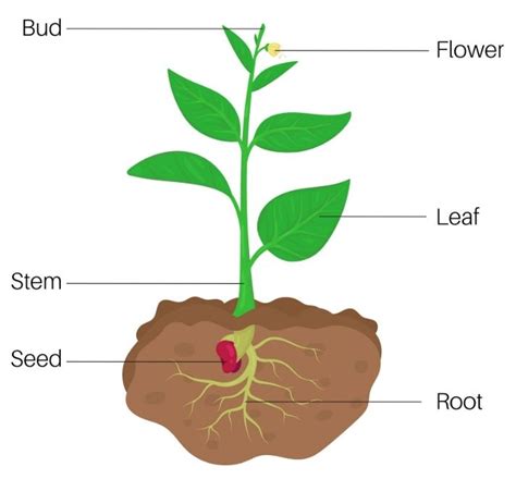 life cycle   plant educational resources  learning life science science lesson plans