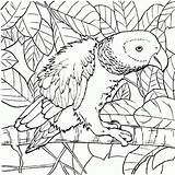 Coloring Pages Parrot Animal Color Printable Parrots Bird Kids Branch Choose Board Letscolorit sketch template