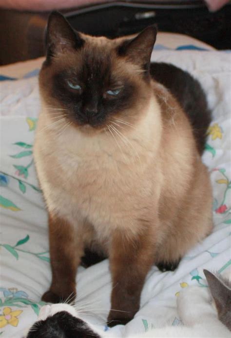 Are Himalayan Siamese Cats Hypoallergenic British Shorthair