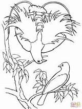 Coloring Bird Paradise Quetzal Pages Blue Birds Drawing Supercoloring Paradis Printable Rainforest Outlines Getcolorings Para Getdrawings Color sketch template