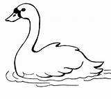 Colorare Cigno Cigni Disegno Swans Variados Swan Pintar Nell Unico sketch template