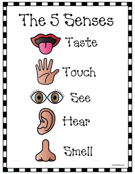 senses craft  senses preschool  senses activities preschool
