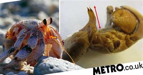 hermit crabs grow a long penis to have sex without leaving shell