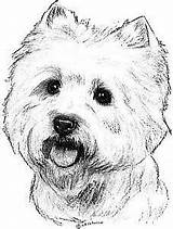 Coloring Westie Pages Terrier Highland West Getcolorings Getdrawings Printable sketch template