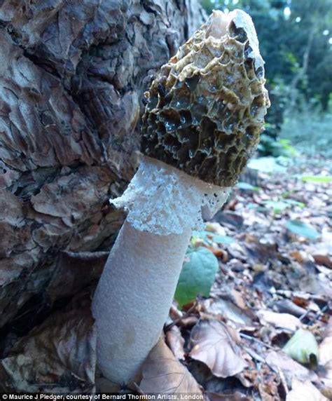penis shaped mushroom found in barclay park hoddesdon daily mail online