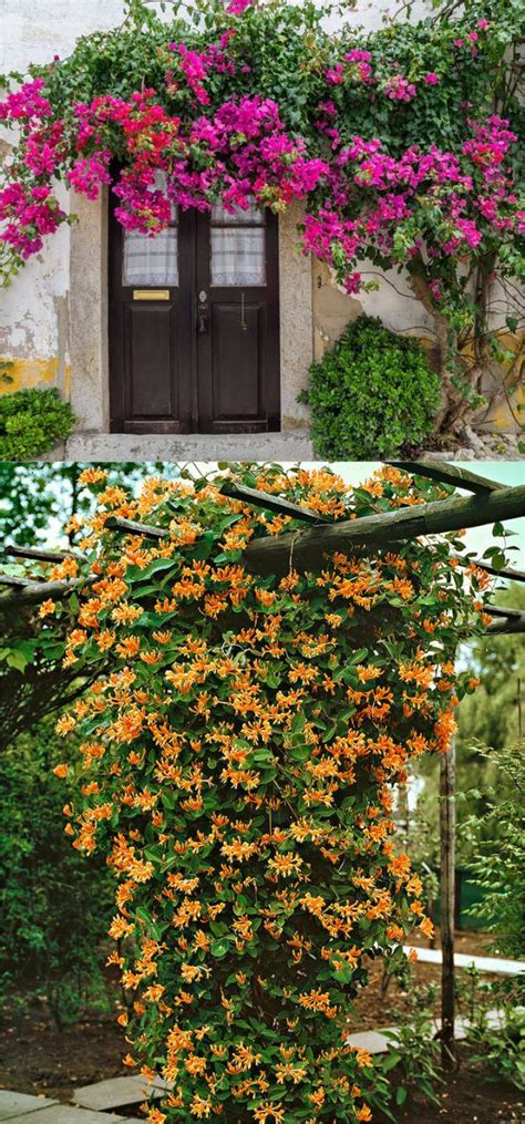 favorite flowering vines  climbing plants garden vines