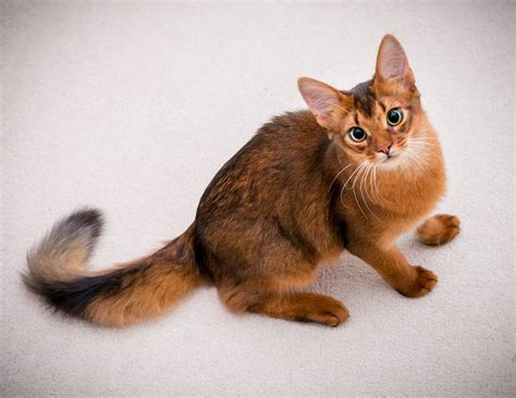 breeds  domestic cats    people   page