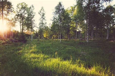 kostenlose foto landschaft baum wald gras sonnenschein sonne