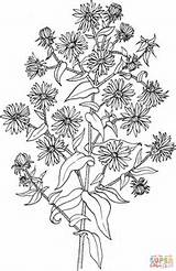 Aster Ausmalbilder Blumen Malvorlagen Nett Angliae Symphyotrichum Novae Supercoloring Asters sketch template