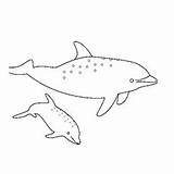 Dolphin Coloring Pages Spotted Atlantic Color Printable Dolphins Baby River Amazon sketch template