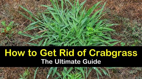 luke horton viral   rid  lawn  crabgrass