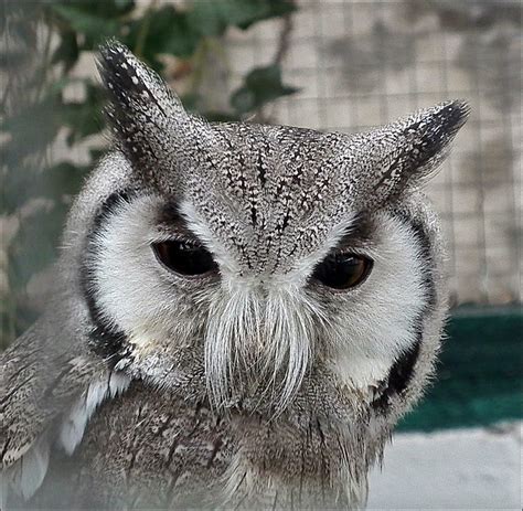 owl face flickr photo sharing