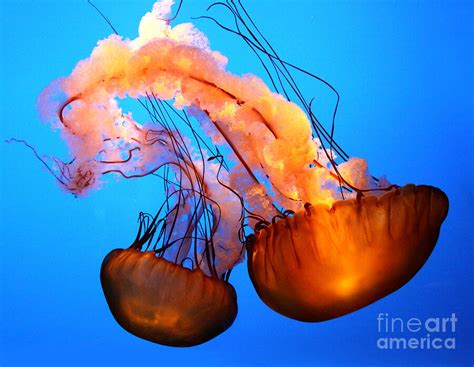 sea nettle jellyfish photograph  marlana holsten fine art america