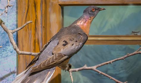 passenger pigeons  extinct  century  cottage life