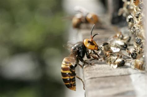 Murder Hornet Threat For Nc Economy Exterminators