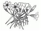 Phlox Clipart Coloring Pages Magic Clipground sketch template