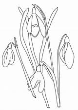 Coloring Pages Snowdrop Fence Flowers Flower Picket Spring Drawing Colouring Botany Kids Sheets Color Wire Snowdrops Outline Drawings Printable Wonderweirded sketch template