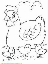 Ayam Paud sketch template