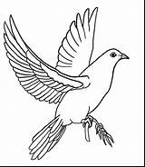 Dove Coloring Peace Spirit Holy Doves Drawing Pages Turtle Color Drawings Printable Pencil Mourning Getdrawings Getcolorings sketch template