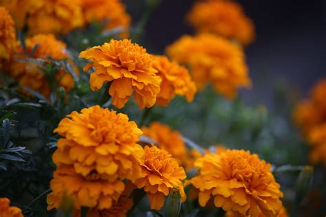 tentang bunga marigold arti jenis   menanamnya